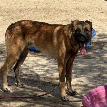 CALVIN -  German Shepherd Dog Dog for Adoption in Thousand Palms, California - CALVIN | PetCurious