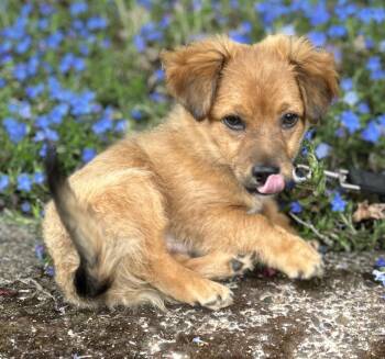 Dachshund Dogs Available for Adoption in Portland, Oregon - Toto | PetCurious