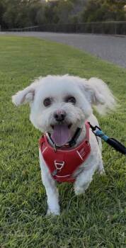 LUKAS -  Bichon Frise Dog for Adoption in Nipomo, California - LUKAS | PetCurious