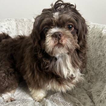 Shih Tzu Dogs Available for Adoption in Cincinnati, Ohio - Jerry | PetCurious