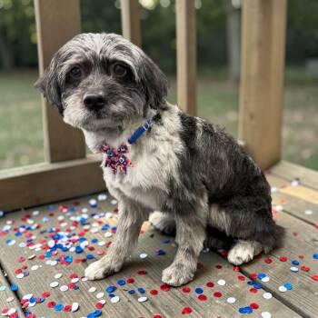 Gizmo -  Maltipoo Dog for Adoption in Pensacola, Florida - Gizmo | PetCurious