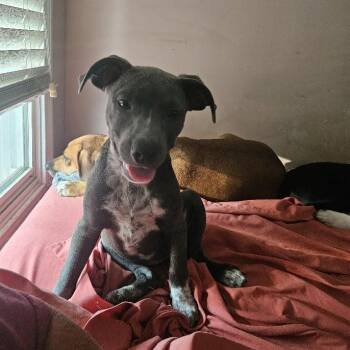 Spirit Success -  Australian Cattle Dog Blue Heeler and Black Labrador Retriever Dog for Adoption in Andover, Massachusetts - Spirit Success | PetCurious