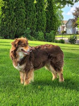 Jersey -  Australian Shepherd Dog for Adoption in Elk River, Minnesota - Jersey | PetCurious