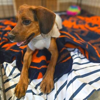 Mixed Breed Dogs Available for Adoption in Chattanooga, Tennessee - Lil Mac | PetCurious