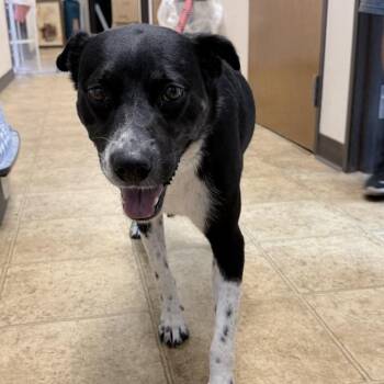 Hera -  Border Collie and Mixed Breed Dog for Adoption in Tyler, Texas - Hera | PetCurious