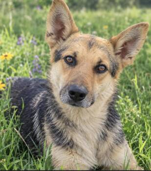 Lana -  German Shepherd Dog Dog for Adoption in Buena Vista, Colorado - Lana | PetCurious