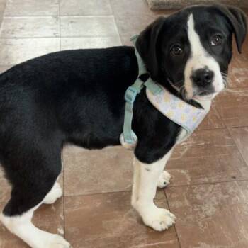 Smooth Collie and Australian Shepherd Dogs Available for Adoption - Timber | PetCurious