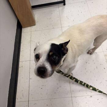 WWE Superstar Kane -  Mixed Breed Dog for Adoption in Davenport, Iowa - WWE Superstar Kane | PetCurious