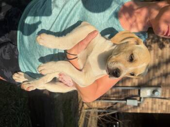 Labrador Retriever Dogs Available for Adoption in Zimmerman, Minnesota - Granola | PetCurious
