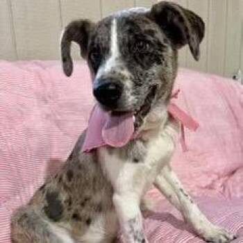 Catahoula Leopard Dog and Mixed Breed Dogs Available for Adoption in Tampa, Florida - Josie | PetCurious