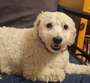 Poodle Dogs Available for Adoption in Johnston, Iowa - Cookie | PetCurious