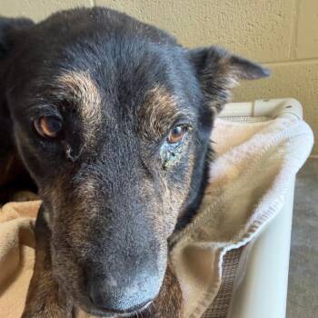 Tweety -  Shepherd Dog for Adoption in Melrose, Florida - Tweety | PetCurious