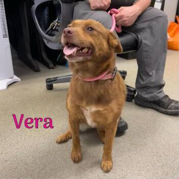 Vera -  Terrier and Mixed Breed Dog for Adoption in Oak Ridge, Tennessee - Vera | PetCurious