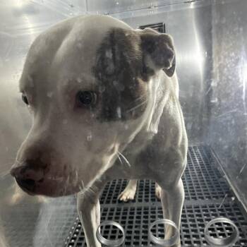 Mixed Breed Dogs Available for Adoption in Philadelphia, Pennsylvania - Bro-Man | PetCurious