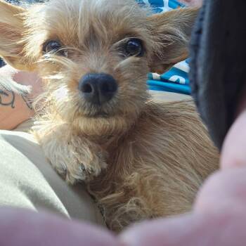 Mimi -  Terrier and Mixed Breed Dog for Adoption in Enid, Oklahoma - Mimi | PetCurious