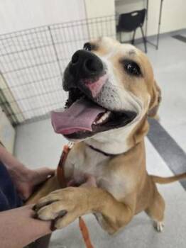 Chili -  Pit Bull Terrier and Mixed Breed Dog for Adoption in Roseville, California - Chili | PetCurious