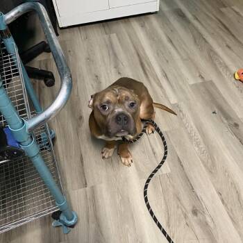 Terrier Dogs Available for Adoption - Truce | PetCurious