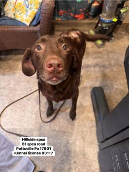 Rain -  Labrador Retriever Dog for Adoption in Pottsville, Pennsylvania - Rain | PetCurious
