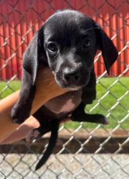 Rory -  Labrador Retriever and Mixed Breed Dog for Adoption in Morristown, New Jersey - Rory | PetCurious