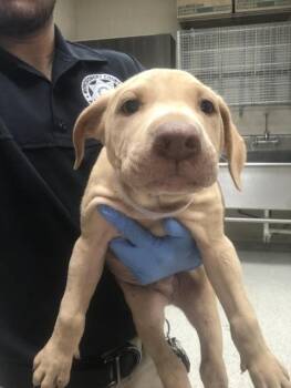 Doberman Pinscher and Mixed Breed Dogs Available for Adoption in Conroe, Texas - A427343 | PetCurious