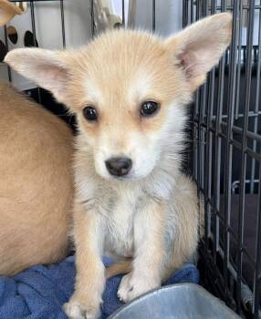 Felix -  Mixed Breed Dog for Adoption in Larkfield-wikiup, California - Felix | PetCurious