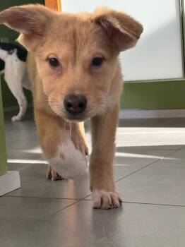 Border Collie Dogs Available for Adoption - Sky | PetCurious