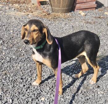 Bubba -  Beagle Dog for Adoption in Manchester, Connecticut - Bubba | PetCurious