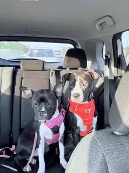 Rescue Pit Bull Terrier Dogs for Adoption in Wills Point, Texas - Oreo And Cookie (Bonded Siblings) | PetCurious