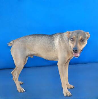 Rat Terrier Dogs Available for Adoption in Pasadena, California - RIN TIN TIN | PetCurious