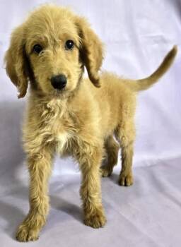Standard Poodle and Golden Retriever Dogs Available for Adoption in Morton Grove, Illinois - Carolyn | PetCurious