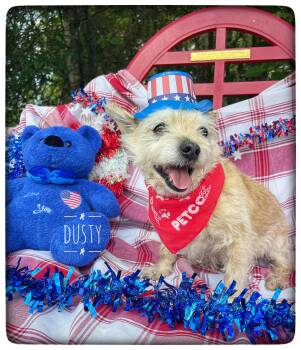 Dusty -  West Highland White Terrier Westie Dog for Adoption in Sebring, Florida - Dusty | PetCurious