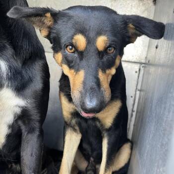 Sanchez -  Shepherd and Mixed Breed Dog for Adoption in Edinburg, Texas - Sanchez | PetCurious