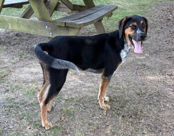 Poindexter -  Coonhound Dog for Adoption in Little Rock, Arkansas - Poindexter | PetCurious