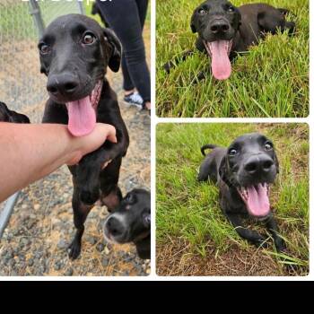 Dr. Beeper -  Black Labrador Retriever and Hound Dog for Adoption in Abbotsford, British Columbia - Dr. Beeper | PetCurious