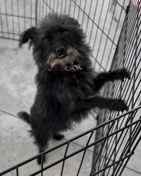 Rescue Terrier Dogs for Adoption in Los Angeles, California - Ottis (gentle Soul) | PetCurious