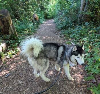 Pollen Puff -  Siberian Husky Dog for Adoption in Los Angeles, California - Pollen Puff | PetCurious
