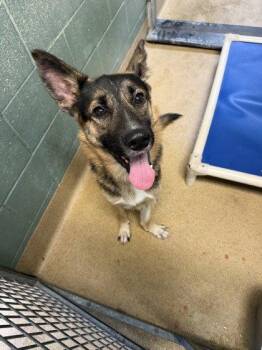 Escalon -  Shepherd Dog for Adoption in Oakland, California - Escalon | PetCurious