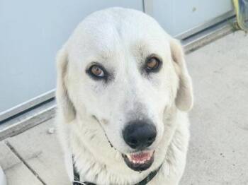 Snowy -  Mixed Breed Dog for Adoption in Georgetown, Texas - Snowy | PetCurious
