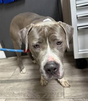 LILLY -  Pit Bull Terrier and Mixed Breed Dog for Adoption in Redlands, California - LILLY | PetCurious