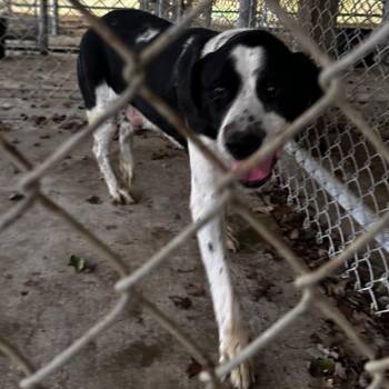 Rescue Mixed Breed Dogs for Adoption in Gadsden, Alabama - ELM 41 | PetCurious