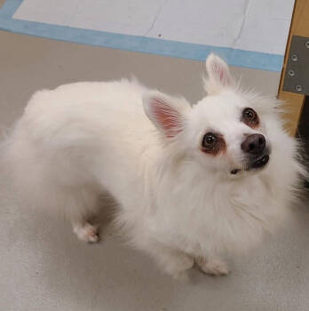 Rescue Spitz and Pomeranian Dogs for Adoption in Middletown, Connecticut - Sugar | PetCurious