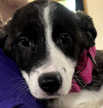 Amelia Pink Collar -  Australian Shepherd Dog for Adoption in Dayton, Minnesota - Amelia Pink Collar | PetCurious