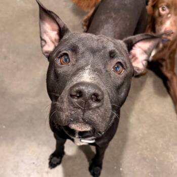 Big Boy -  Terrier Dog for Adoption in Tampa, Florida - Big Boy | PetCurious