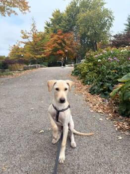Limbo -  Mixed Breed Dog for Adoption in Kitchener, Ontario - Limbo | PetCurious