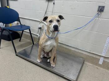 American Staffordshire Terrier and Mixed Breed Dogs Available for Adoption - DUKE | PetCurious