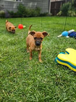 Jack -  Chihuahua Dog for Adoption in Ephrata, Washington - Jack | PetCurious