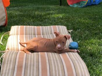 Beau -  Terrier Dog for Adoption in Aurora, Illinois - Beau | PetCurious
