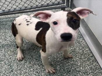 Rescue Treeing Walker Coonhound and Mixed Breed Dogs for Adoption in Salisbury, North Carolina - WINNIE | PetCurious