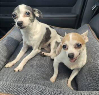 Rescue Chihuahua Dogs for Adoption in Matthews, North Carolina - Lana And Lacie (bonded) | PetCurious