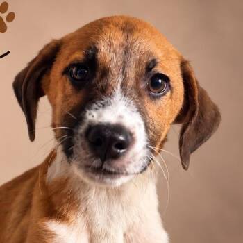DRAKO (out of town) -  Shepherd Dog for Adoption in New York, New York - DRAKO (out Of Town) | PetCurious